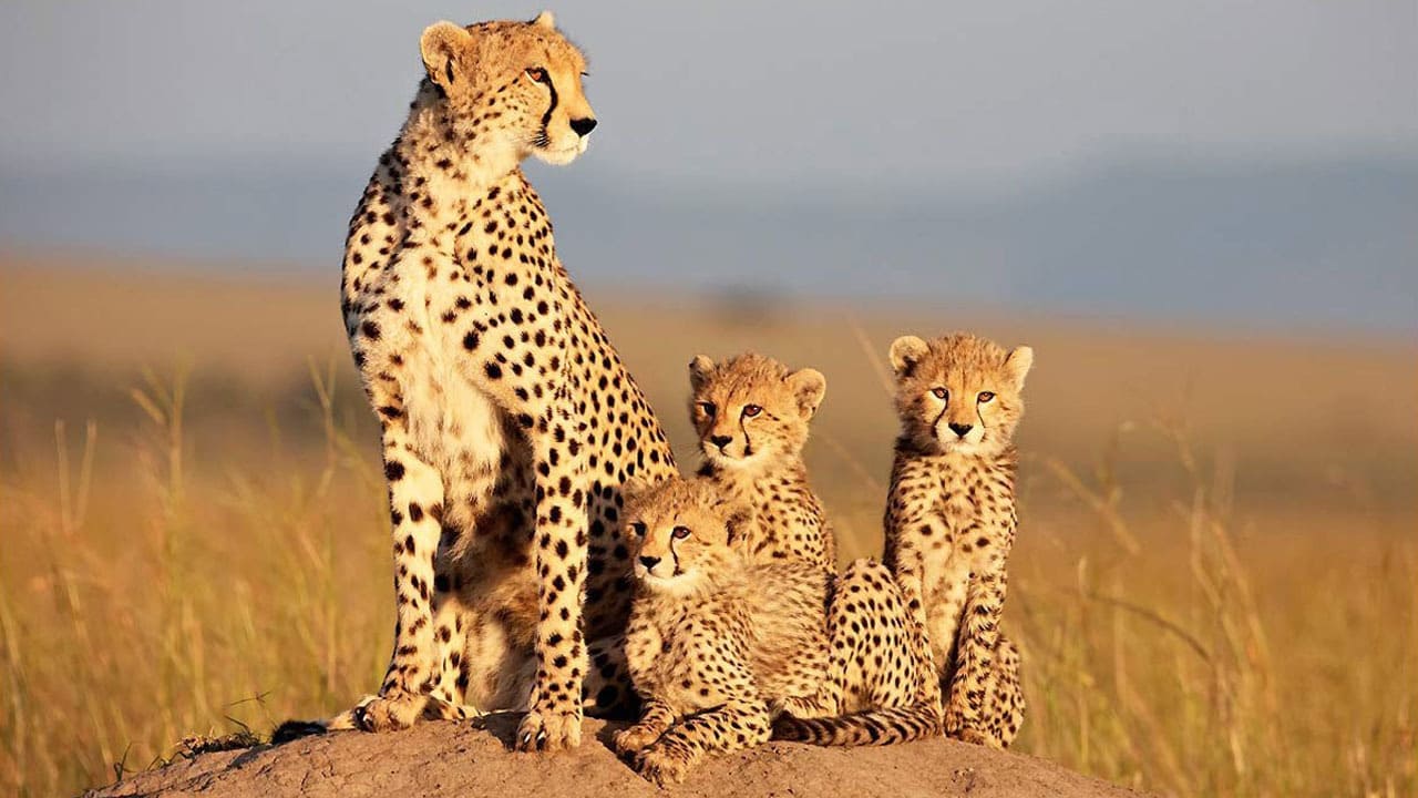 Xem Phim African Cats Phụ Đề