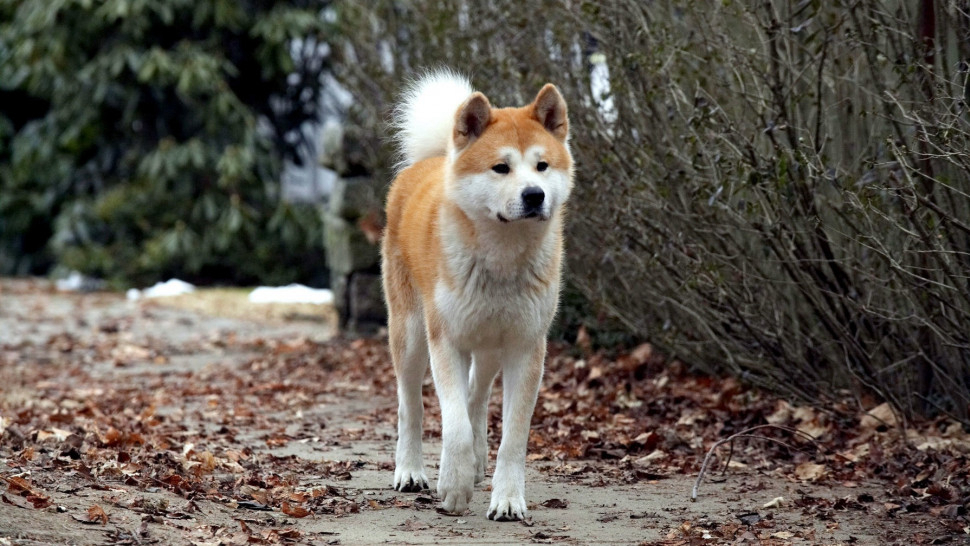Xem Phim Hachiko Chú Chó Trung Thành Phụ Đề