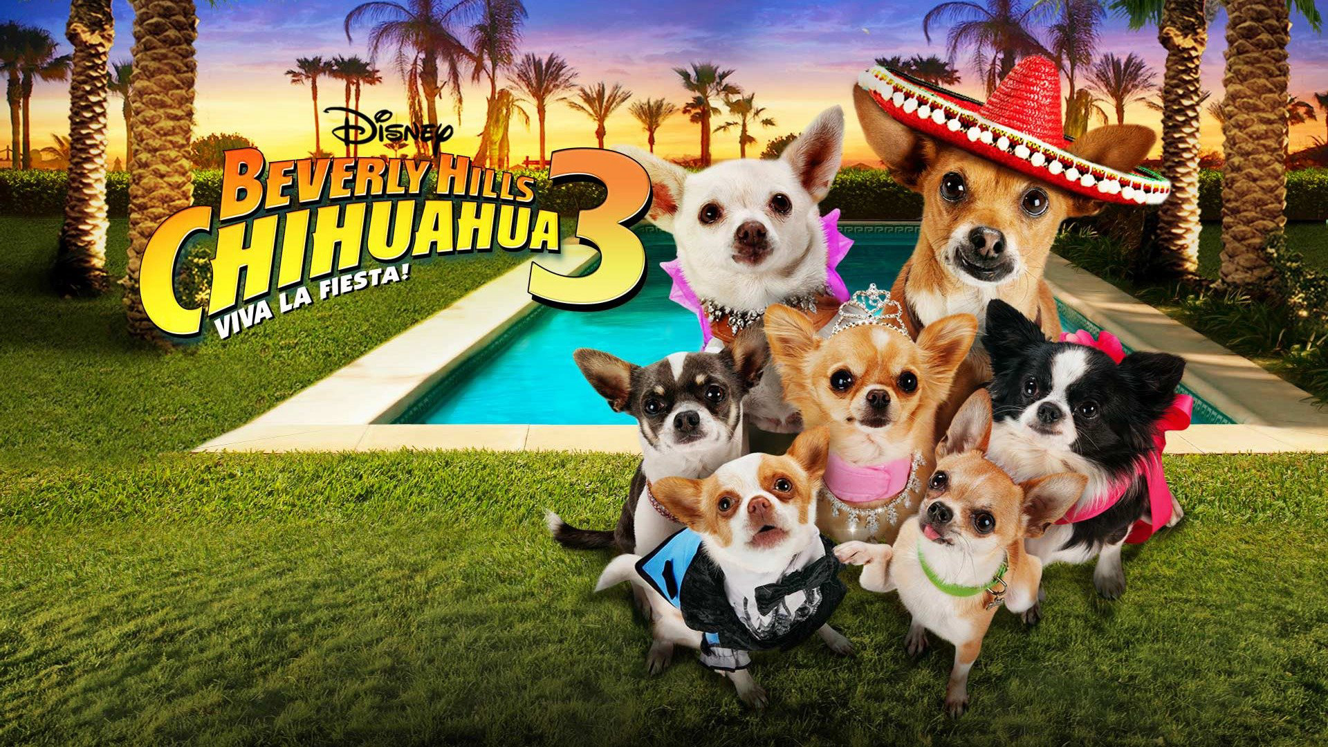 Xem Phim Những Chú Chó Chihuahua 3 Phụ Đề