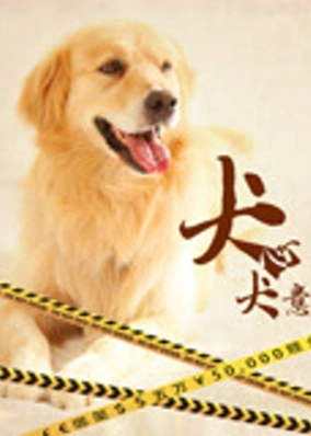 Quyết tâm của chó